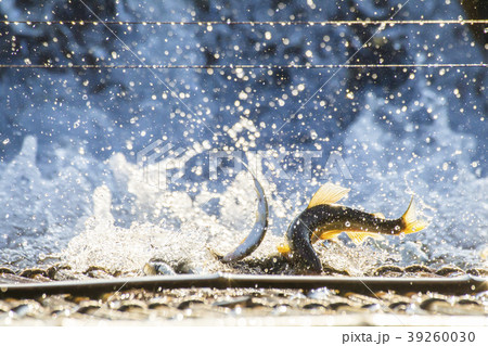 鮎やな 鮎やな 39260030