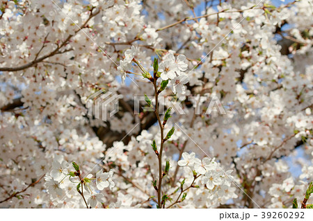 桜の花と新芽 39260292
