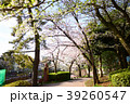 Sakura2017014 39260547
