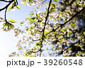 Sakura2017015 39260548