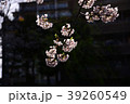 Sakura2017016 39260549