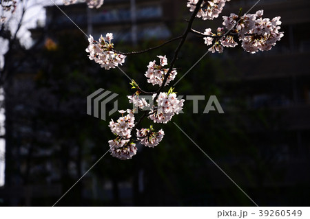 Sakura2017016 Sakura2017016 39260549
