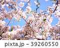 Sakura2017017 39260550