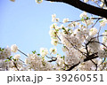 Sakura2017018 39260551