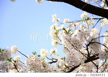 Sakura2017018 Sakura2017018 39260551