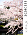 Sakura2017022 39260555