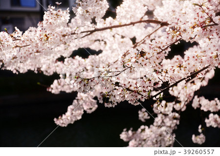 Sakura2017023 Sakura2017023 39260557