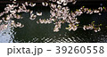 Sakura2017024 39260558