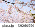 Sakura2017025 39260559