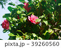 Sakura2017026 39260560