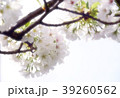 Sakura2017028 39260562