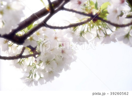 Sakura2017028 39260562