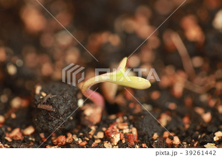 sprout hemp cannabis plant 39261442