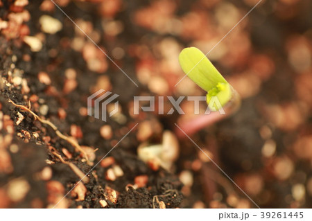 sprout hemp cannabis plant 39261445