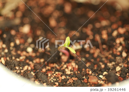 sprout hemp cannabis plant 39261446