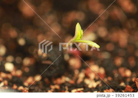 sprout hemp cannabis plant 39261453