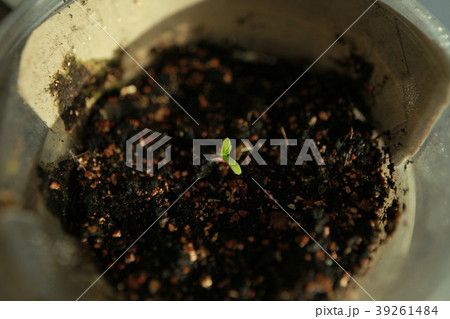 sprout hemp cannabis plant 39261484