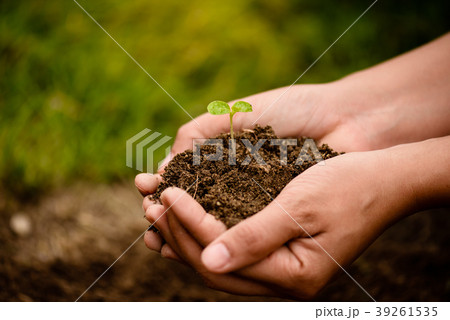 Top view of baby tree with soil in background.  39261535