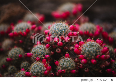 close up on mammillaria leaf and plant 39262116