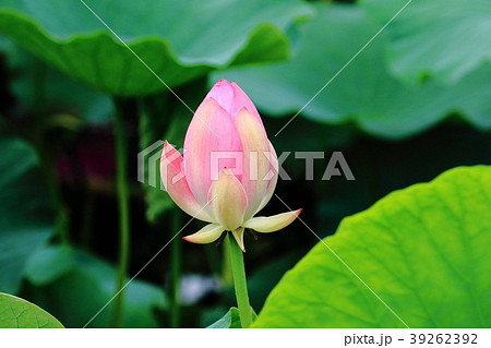 蓮の花優雅に咲く　 39262392