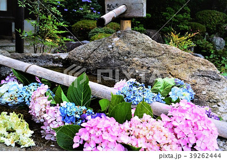 紫陽花と蹲 39262444