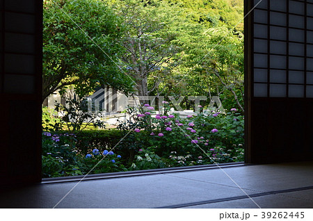 和室と紫陽花 39262445