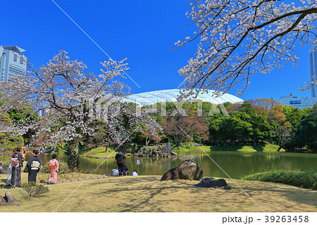 小石川後楽園の桜の写真素材