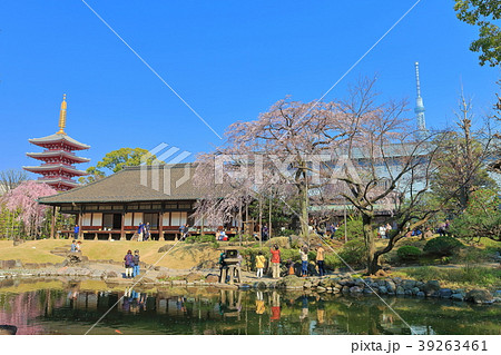浅草寺伝法院庭園の桜 39263461