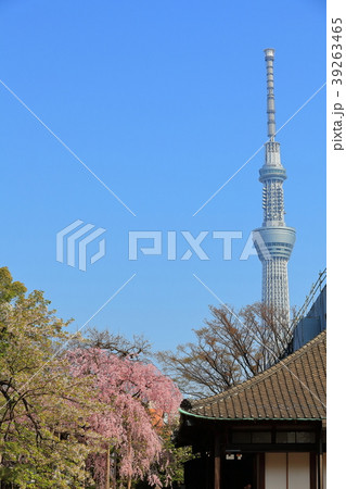 東京スカイツリーと桜（浅草寺伝法院庭園） 39263465