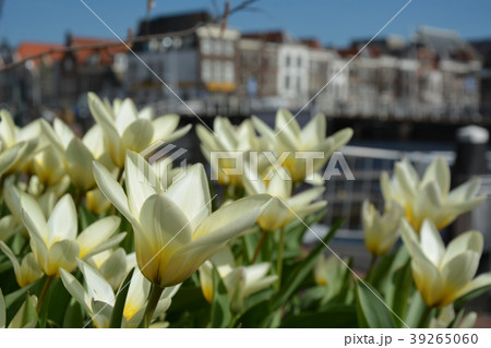 オランダ ライデンの街角 - チューリップ 39265060