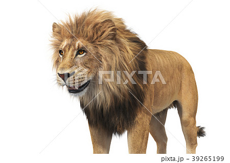 Lion animal beige fur, close view 39265199