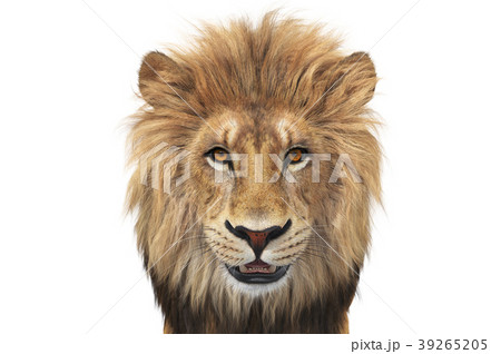 Lion animal wild beige and orange, close view Lion animal wild beige and orange, close view 39265205
