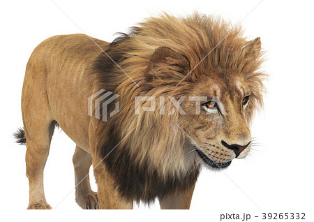 Lion animal beige leo, close view 39265332