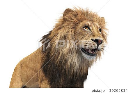 Lion animal orange leo, close view Lion animal orange leo, close view 39265334