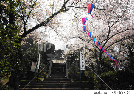 衣笠山公園の桜  Mt.-Kinugasa-park  Cherry-blossomes 39265336