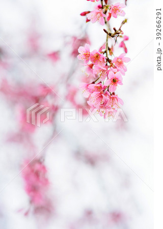 Sakura flower blooming in blue sky Sakura flower blooming in blue sky 39266291