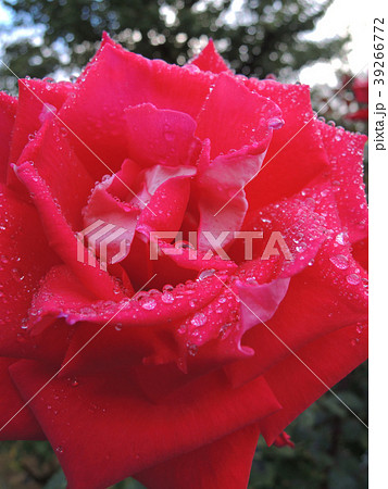 バラの花 バラの花 39266772
