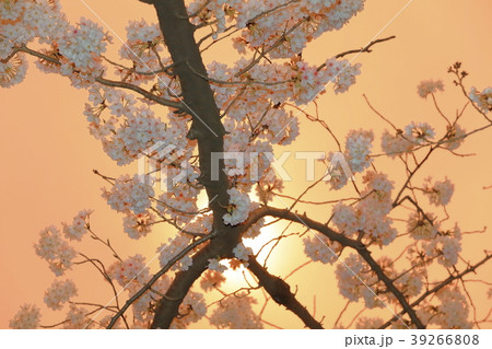 夕日を背にした桜の写真素材