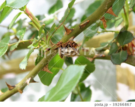 巣作りを始めたコアシナガバチの女王蜂 39266867