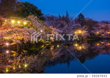 井の頭公園夜桜 東京都 武蔵野市 の写真素材
