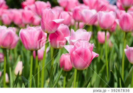 チューリップ ﾁｭｰﾘｯﾌﾟ 花 39267836