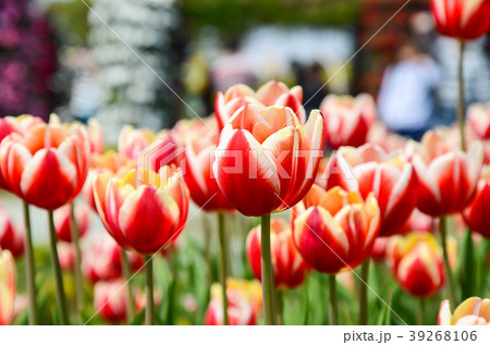 チューリップ ﾁｭｰﾘｯﾌﾟ 花 39268106