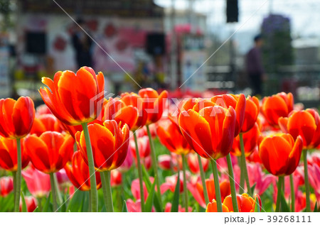 自然 天然 ナチュラル 39268111