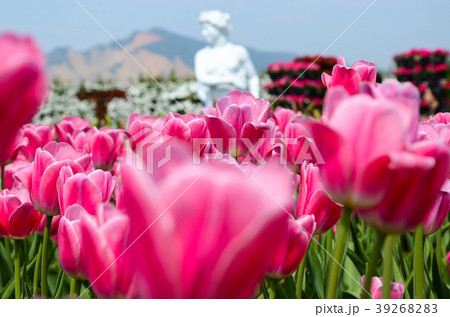 チューリップ ﾁｭｰﾘｯﾌﾟ 花 39268283