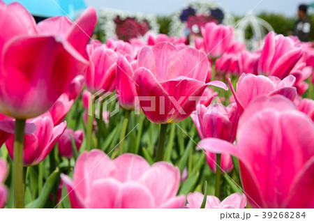 チューリップ ﾁｭｰﾘｯﾌﾟ 花 39268284