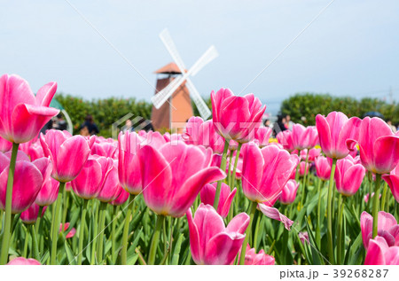 チューリップ チューリップ 花 39268287