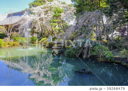 池に映る枝垂桜 池に映る枝垂桜 39268479