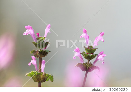 ホトケノザ（三階草） 39269229