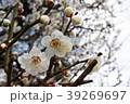 春を待つ梅 39269697