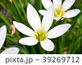 花の接写 39269712
